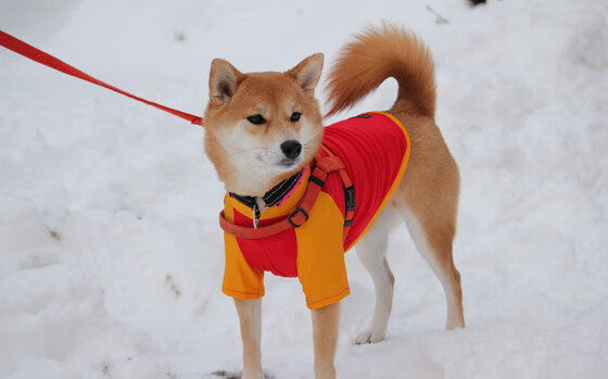 开云体育官网-布克不在菲尼克斯，当裁判的哨声成为比赛第七人
