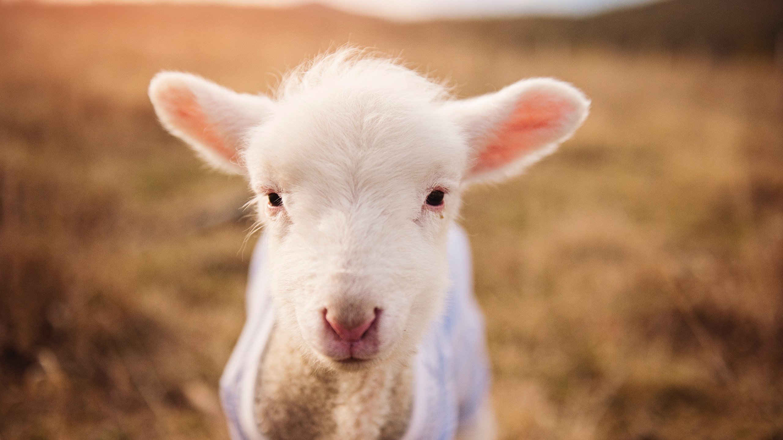 节奏与爆发的交响，克瓦拉茨赫利亚闪耀，安哥拉掌控塞内加尔