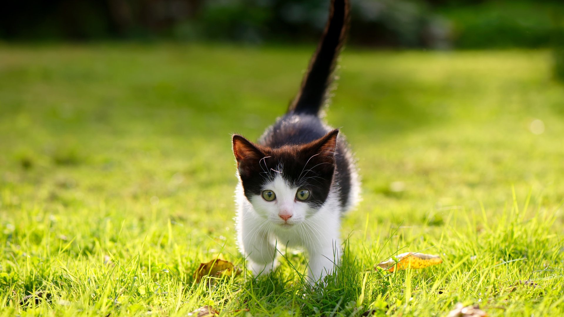 开云体育登录-三球封神夜！凯尔特人压哨绝杀爵士，赛后评分惊现逆天满格