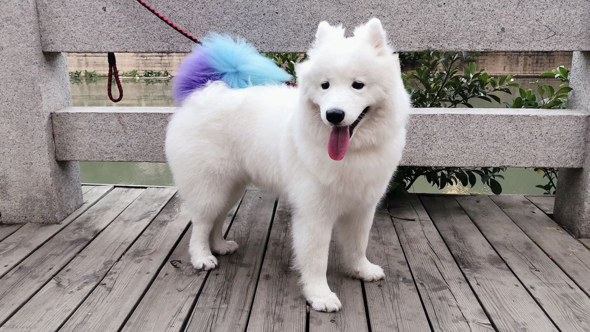 从达拉斯到马德里，一夜见证两位巨人的跨洲际统治力