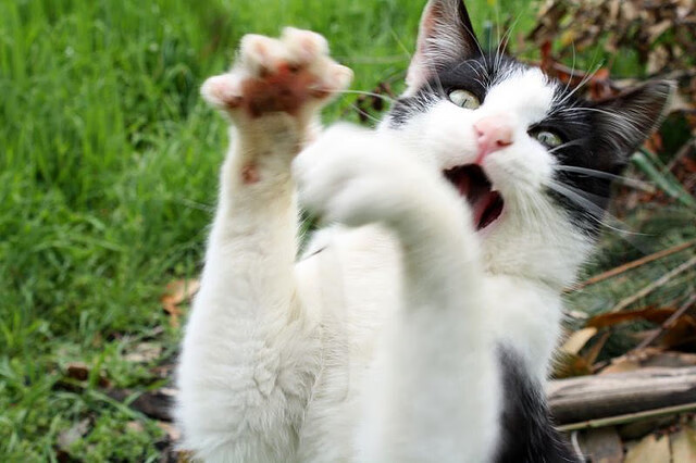 双线焦点，西甲国家德比激战正酣，火箭升空踏平雄鹿