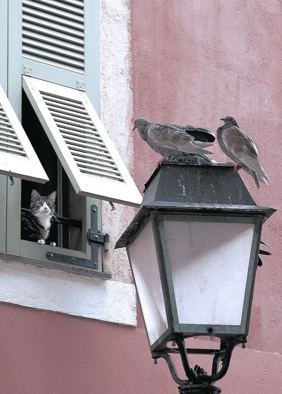 F1迈阿密街头赛，维斯塔潘如何用一次换胎战术绝杀勒克莱尔？