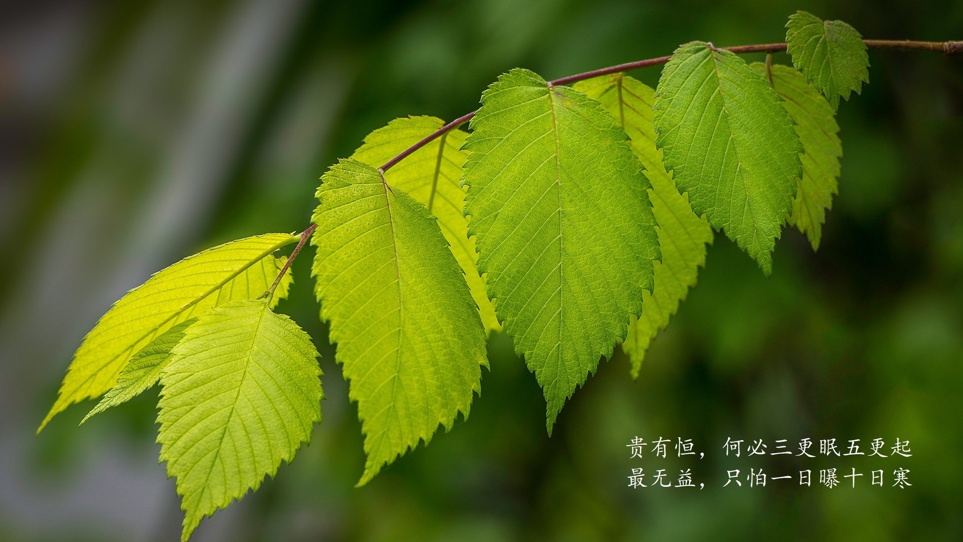 蓝衣军团的致命一击,当库尔图瓦的神扑,成为芬兰最后的黄昏