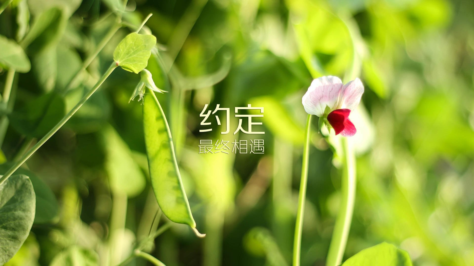 开云体育登录-王者之刃与潘帕斯之魂，2026世界杯E组焦点战，巴西碾压厄瓜多尔，梅西用中场艺术重写胜负法则